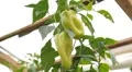 Green & Red Pepper, Vegetables BIO Farm, Ecological Farmer, Organic, ECO HD Footage