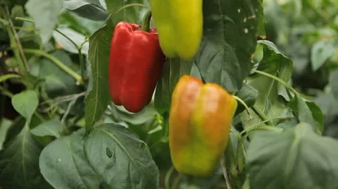 Green &amp; Red Pepper, Vegetables BIO Farm, Ecological Farmer, Organic, ECO Stock Footage 8849480