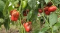 Green & Red Pepper, Vegetables BIO Farm, Ecological Farmer, Organic, ECO HD Footage