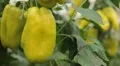 Green & Red Pepper, Vegetables BIO Farm, Ecological Farmer, Organic, ECO HD Footage