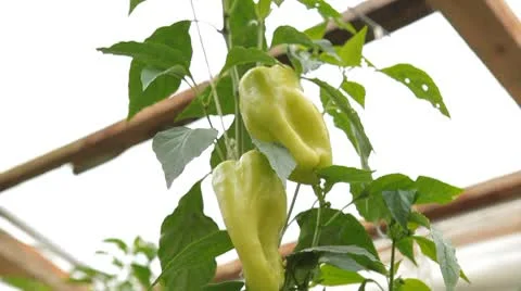 Green &amp; Red Pepper, Vegetables BIO Farm, Ecological Farmer, Organic, ECO Stock Footage 8849539