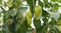 Green & Red Pepper, Vegetables BIO Farm, Ecological Farmer, Organic, ECO HD Footage