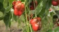 Green & Red Pepper, Vegetables BIO Farm, Ecological Farmer, Organic, ECO HD Footage