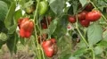 Green & Red Pepper, Vegetables BIO Farm, Ecological Farmer, Organic, ECO HD Footage