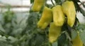Green & Red Pepper, Vegetables BIO Farm, Ecological Farmer, Organic, ECO HD Footage
