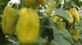 Green & Red Pepper, Vegetables BIO Farm, Ecological Farmer, Organic, ECO HD Footage