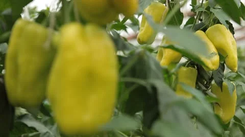 Green &amp; Red Pepper, Vegetables BIO Farm, Ecological Farmer, Organic, ECO Stock-Footage 8849621
