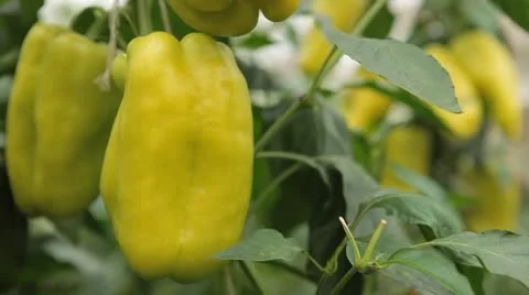 Green &amp; Red Pepper, Vegetables BIO Farm, Ecological Farmer, Organic, ECO Vídeo Stock 8849631