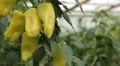 Green & Red Pepper, Vegetables BIO Farm, Ecological Farmer, Organic, ECO HD Footage