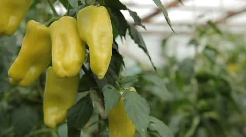 Green &amp; Red Pepper, Vegetables BIO Farm, Ecological Farmer, Organic, ECO Vidéo 8849633