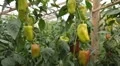 Green & Red Pepper, Vegetables BIO Farm, Ecological Farmer, Organic, ECO HD Footage