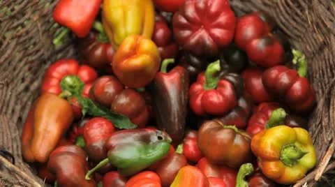 Green &amp; Red Pepper, Vegetables BIO Farm, Ecological Farmer, Organic, ECO Vídeo Stock 8849673