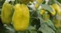 Green & Red Pepper, Vegetables BIO Farm, Ecological Farmer, Organic, ECO HD Footage