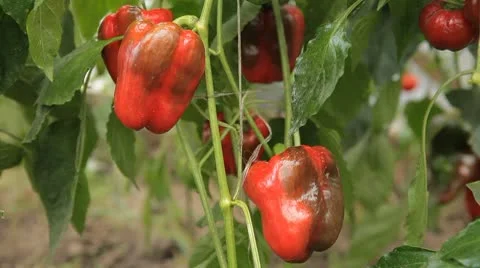 Green &amp; Red Pepper, Vegetables BIO Farm, Ecological Farmer, Organic, ECO 動画素材 8849735