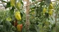 Green & Red Pepper, Vegetables BIO Farm, Ecological Farmer, Organic, ECO HD Footage