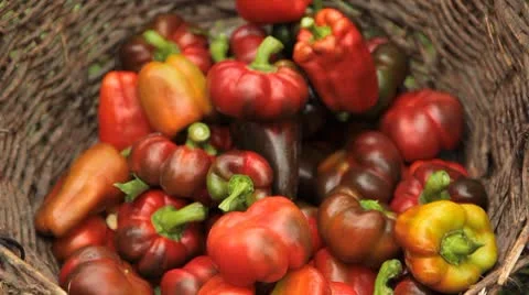 Green &amp; Red Pepper, Vegetables BIO Farm, Ecological Farmer, Organic, ECO Stock Footage 8849880