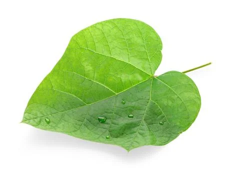 Green redbud tree leaf with water drops isolated on white background Stock Photos