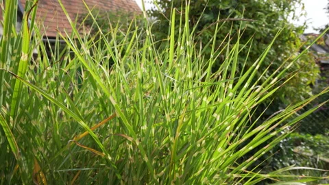Green reed, cane grass Stock Footage 158924034