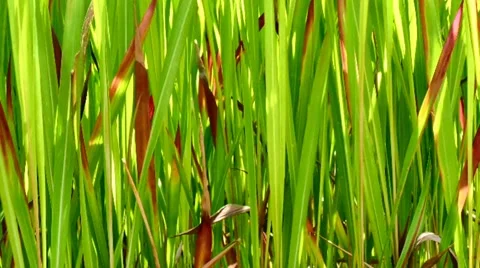 Green reed Stock Footage 62050974
