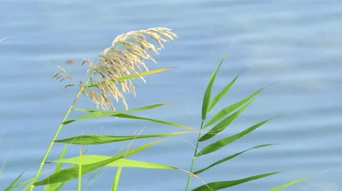 Green reed Stock Footage 68717621