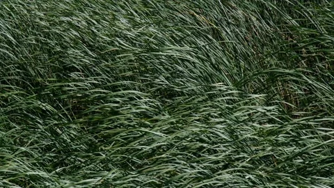 Green Reed grass flying in wind Stock Footage