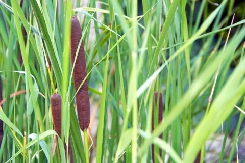 Green reed Stock Photos