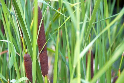 Green reed Stock Photos