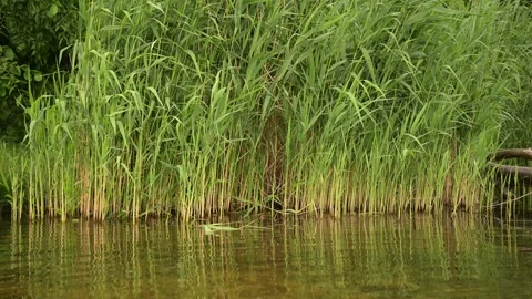 Green reed stems growing on a calm lake water bank in real time static video Stock Footage 336692556