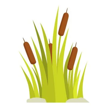 Green reedmace growing in dense clumps on white background Stock Illustration