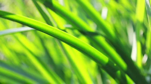 Green reeds closeup Stock Footage