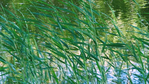Green Reeds Vidéo 156028831