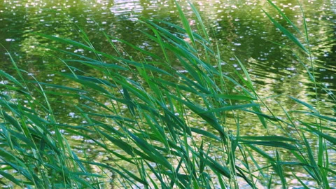 Green Reeds Vidéo 156028915