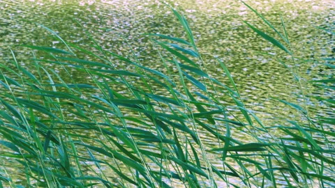 Green Reeds Vidéo 156028931