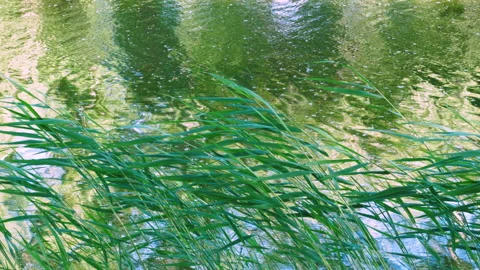 Green Reeds Vidéo 156028936