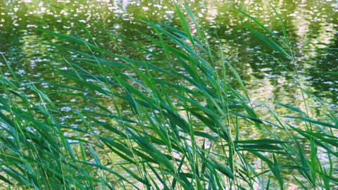Green Reeds Vidéo 156028941