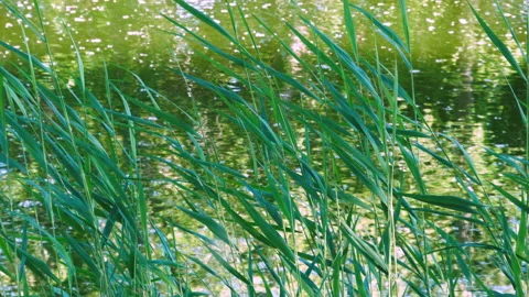 Green Reeds Vidéo 156029195