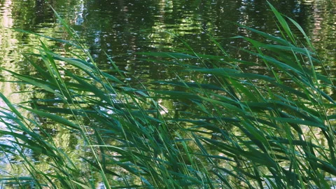Green Reeds Vidéo 156029224