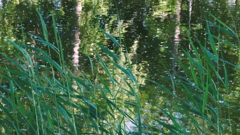 Green Reeds Vidéo 156029323