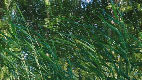 Green Reeds Vidéo 156029349