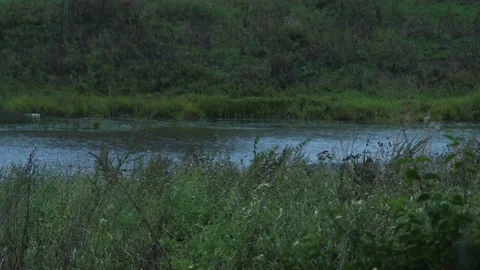 Green reeds Stock Footage 160339077