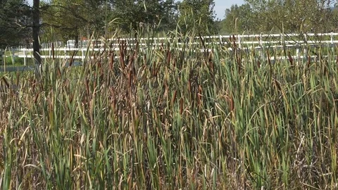 Green reeds swaying in the wind. Stock Footage 80696061