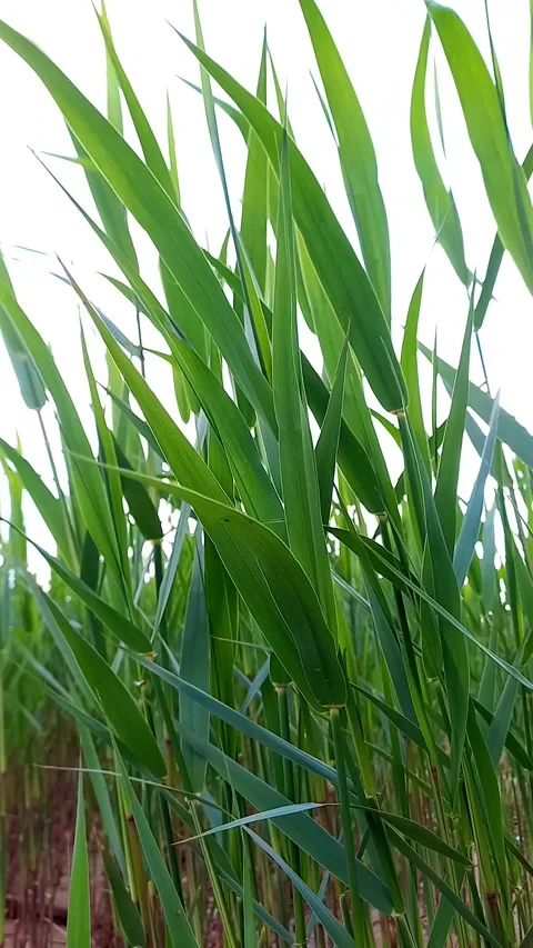 Green Reeds Swaying in the Wind, Vertical Nature Footage Stock Footage 342350706