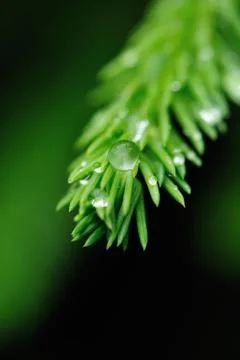 Green reflection Stock Photos