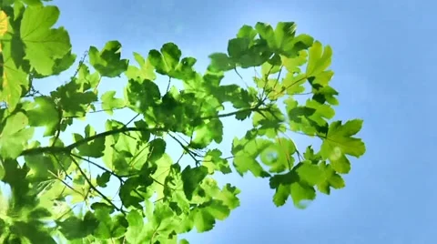 Green reflection in the water Stock Footage 54406931