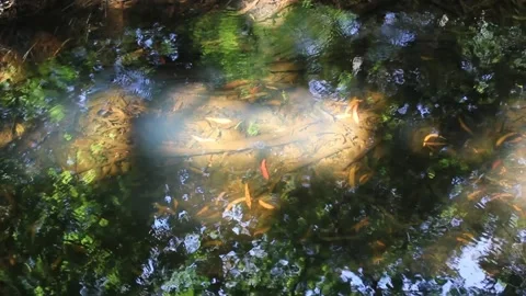 Green reflections on the water Stock Footage 249361069