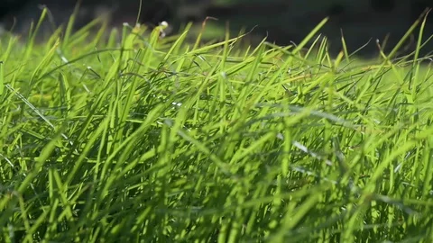 Green relaxing grass with wind Stock Footage 128304858