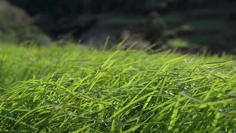 Green relaxing grass with wind Stock Footage 128304887