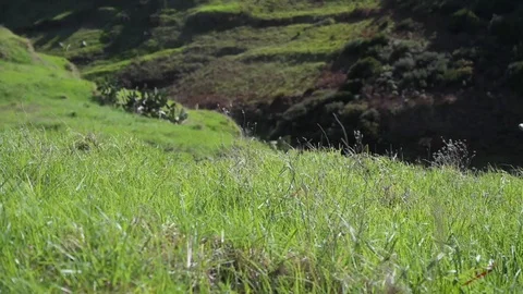 Green relaxing grass with wind Stock Footage 128304897