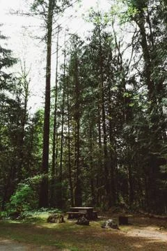 Green remote rainforest with moss on trees and ground Stock Photos