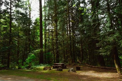 Green remote rainforest with moss on trees and ground Stock Photos